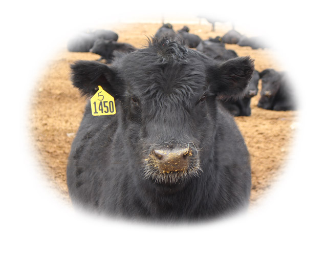 beef cow in a feedlot
