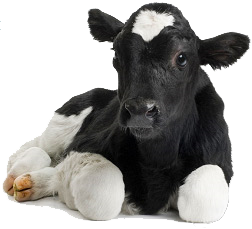 dairy calf