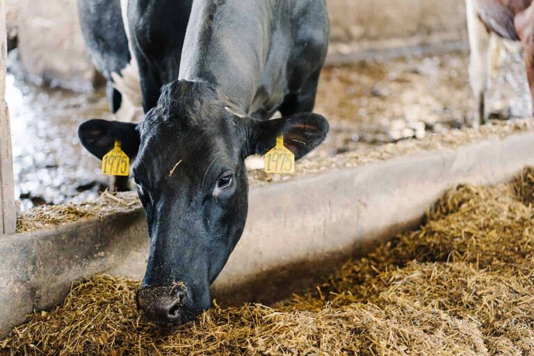 mycotoxins in dairy