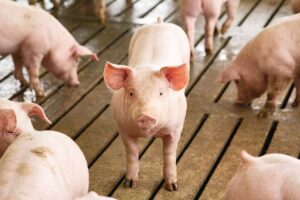 mycotoxins in swine