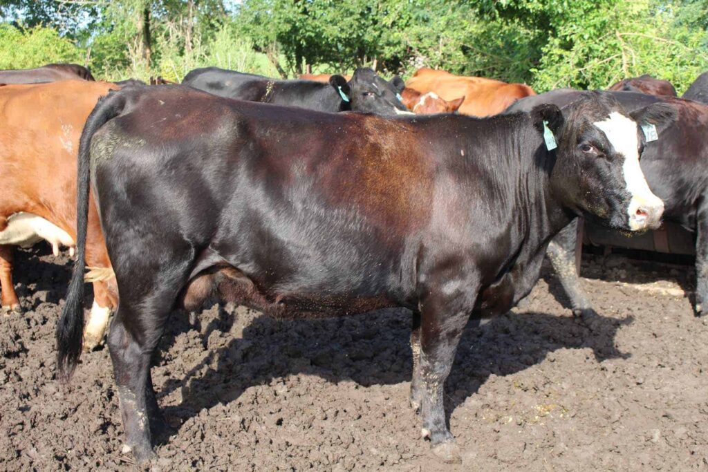 flies on beef cattle