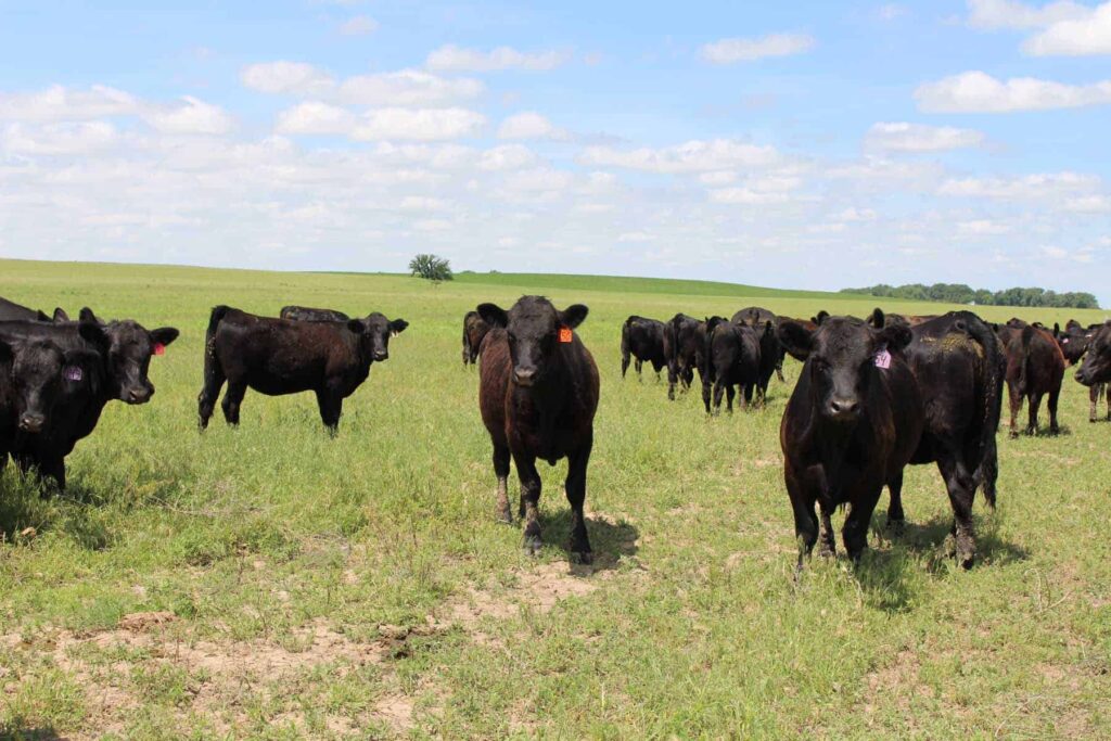 beef cattle in pasture