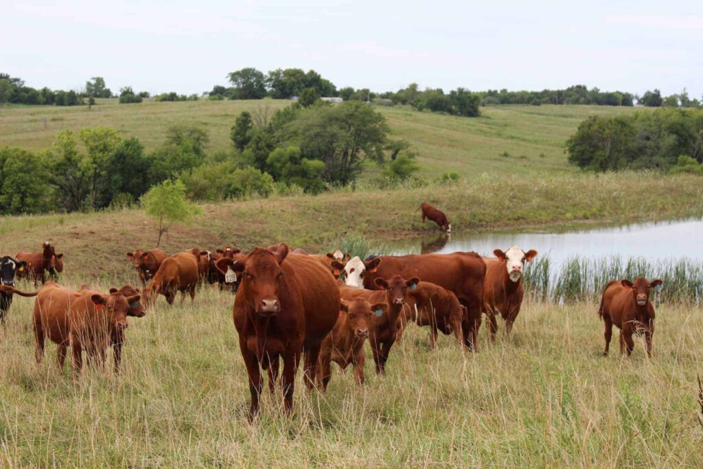 beef cattle in pasture