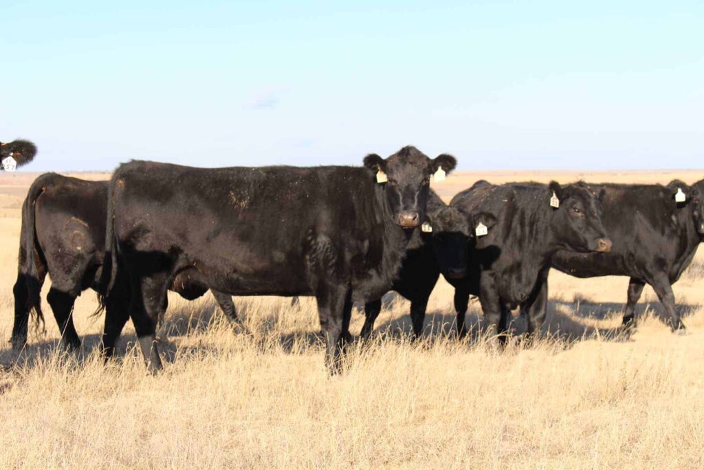 cattle in pasture