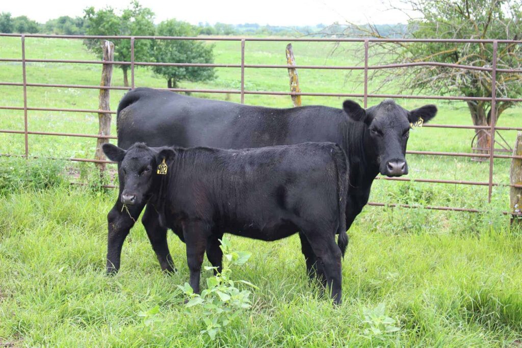 flies on beef cattle