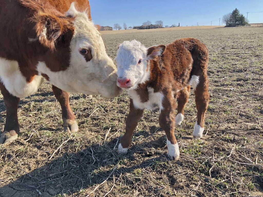 calf in pasture