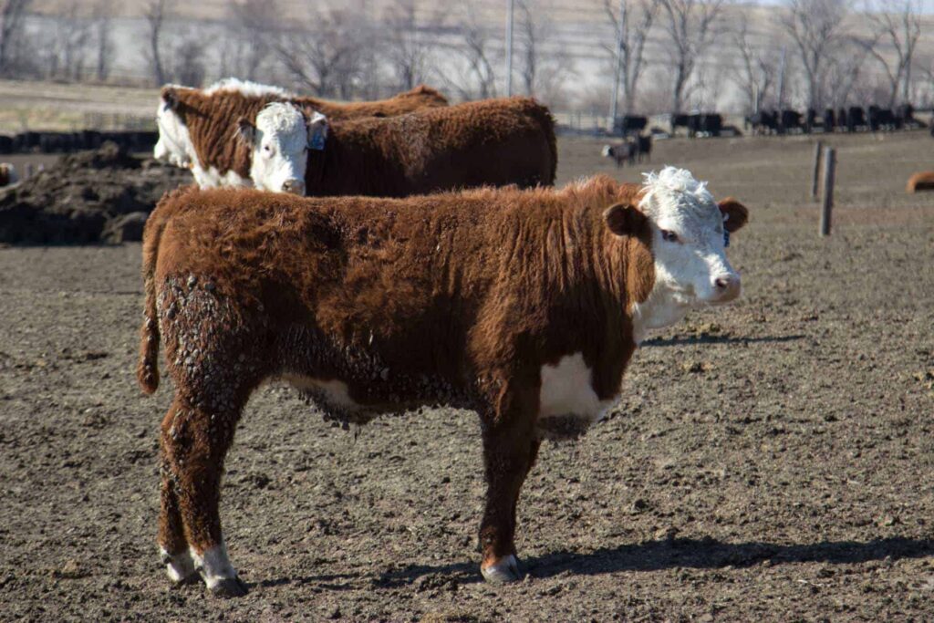 feedlot cattle