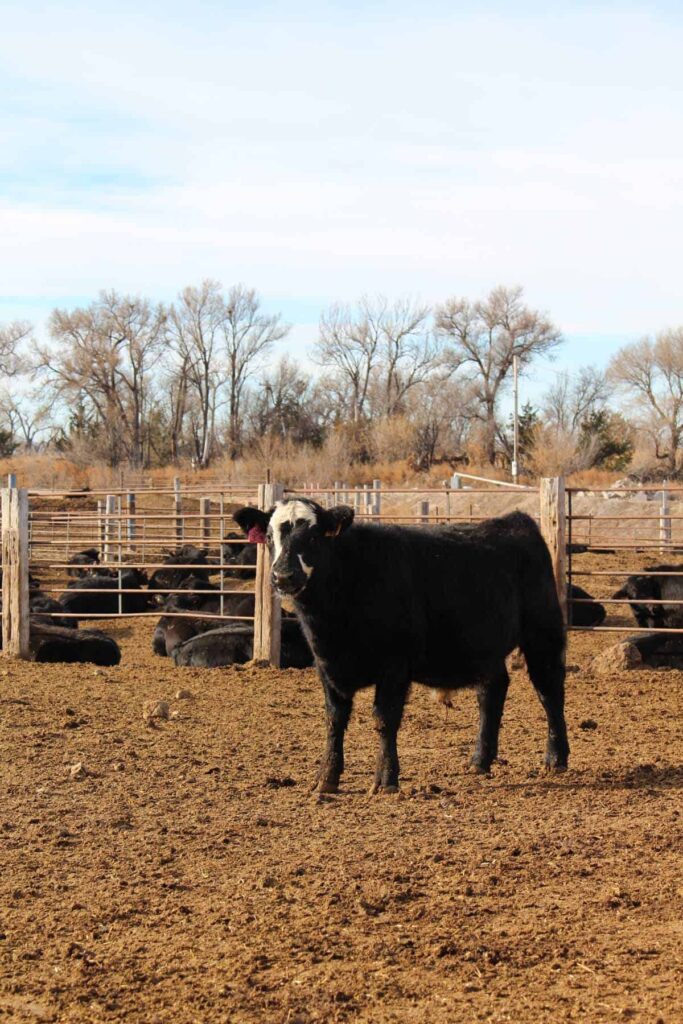 feedlot cattle