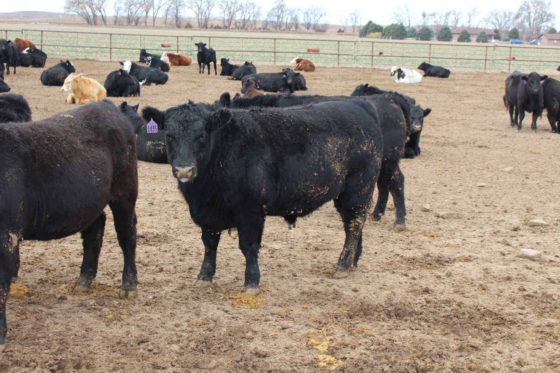 feedlot cattle