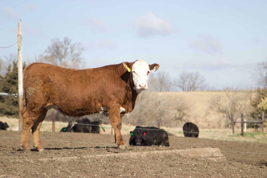 feedlot cattle