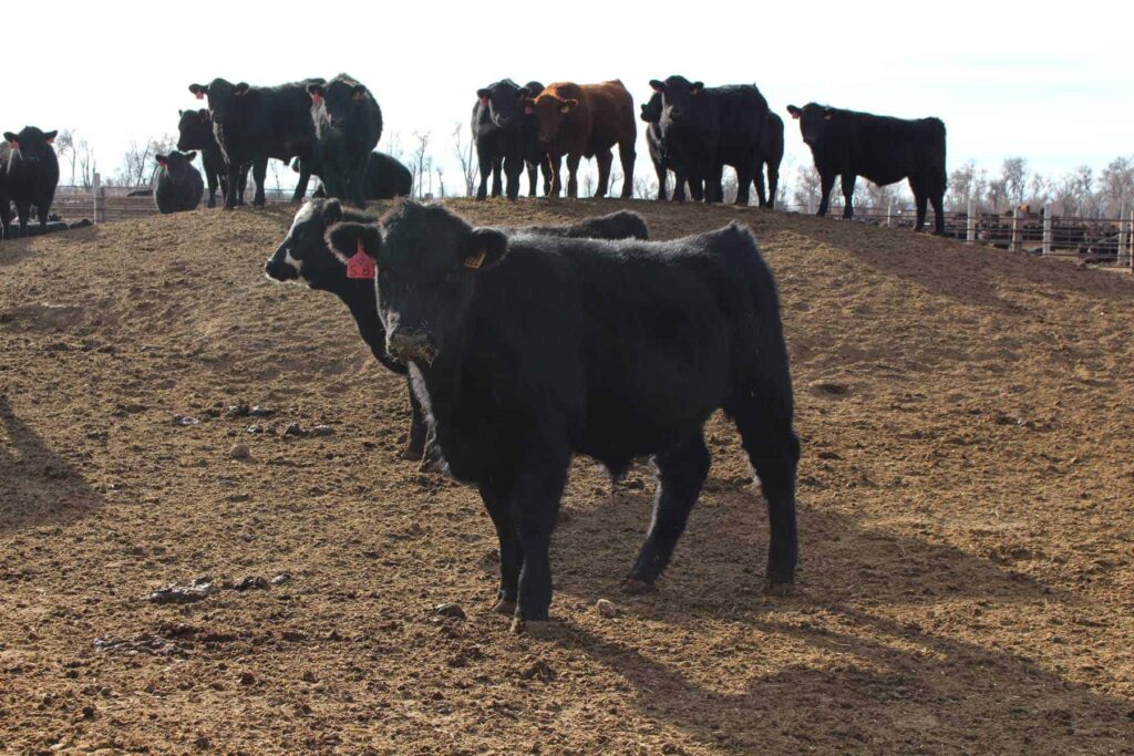 feedlot cattle