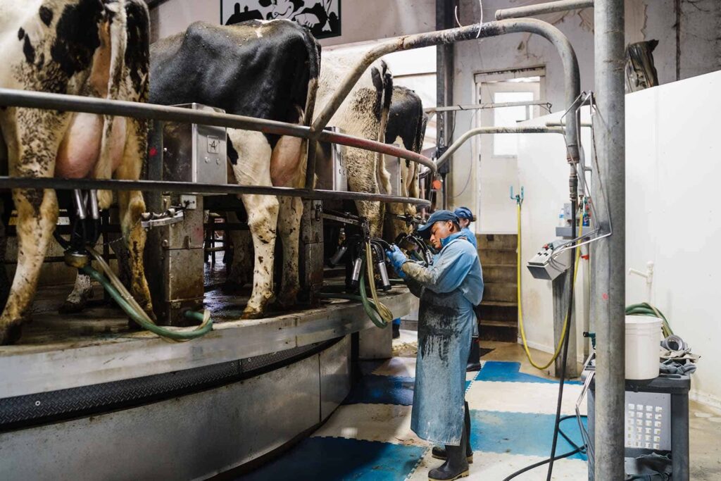 milking barn