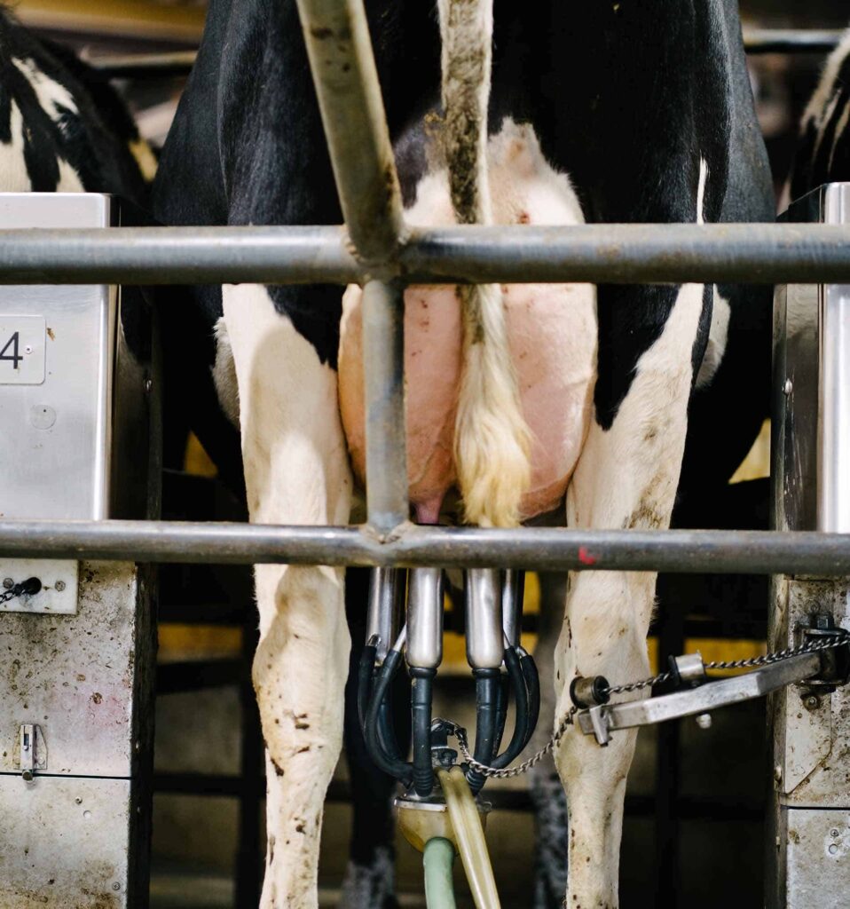 dairy milking barn