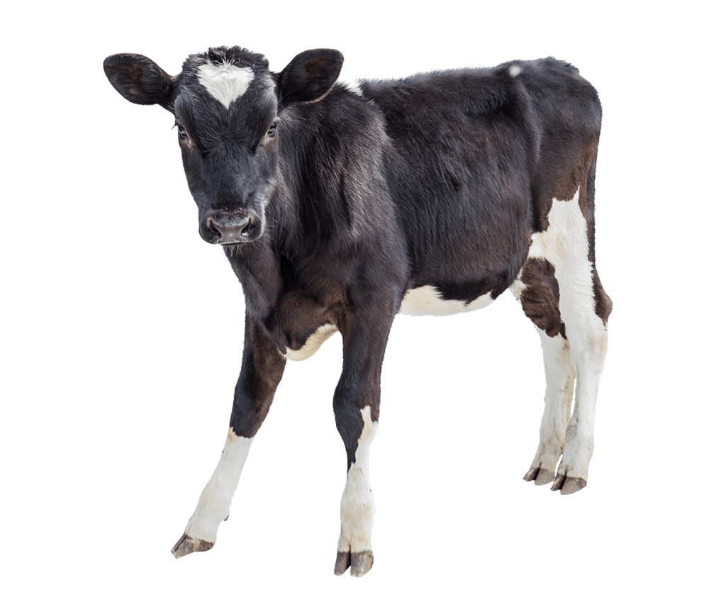 dairy calf