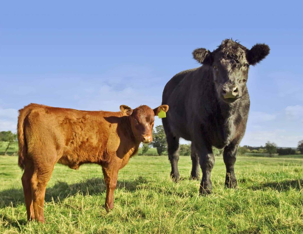 cow calf in feedlot