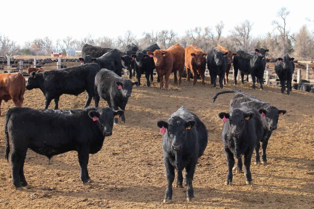 feedlot cattle