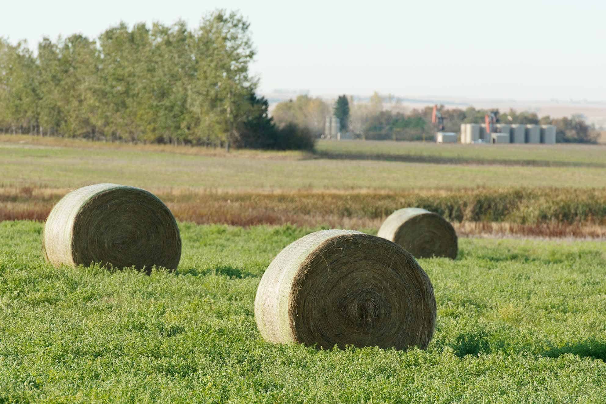 Early Bale Plus - Furst-McNess Company