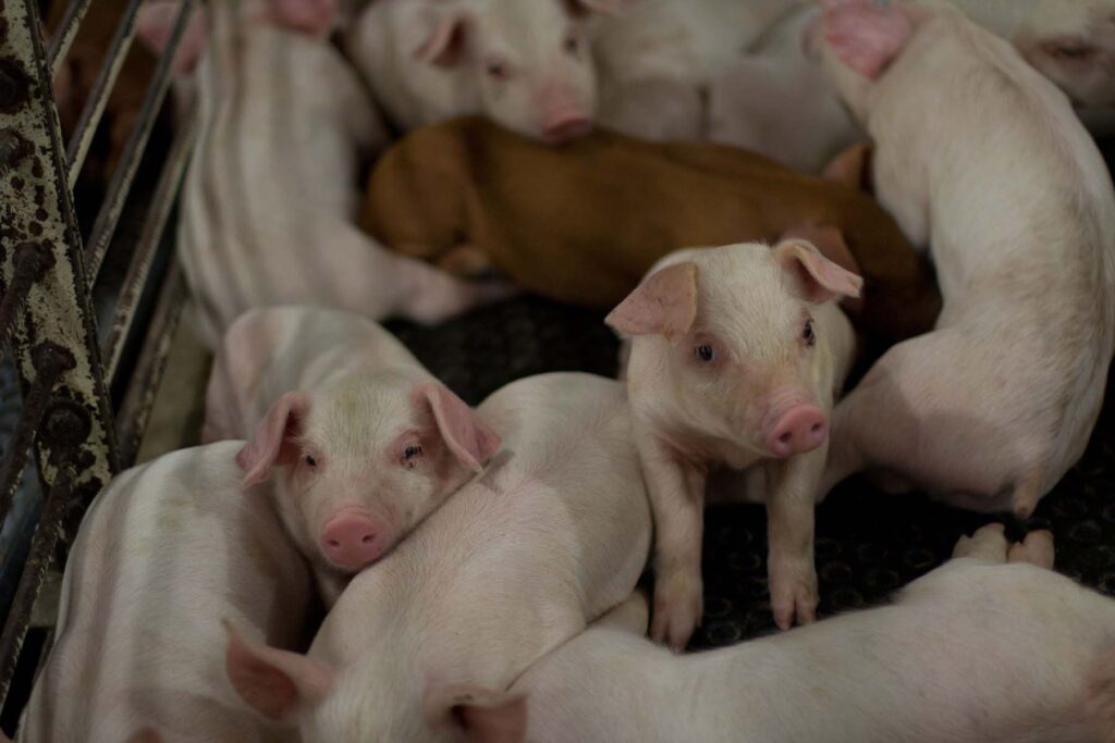 piglets