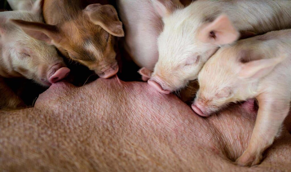 baby piglets nursing