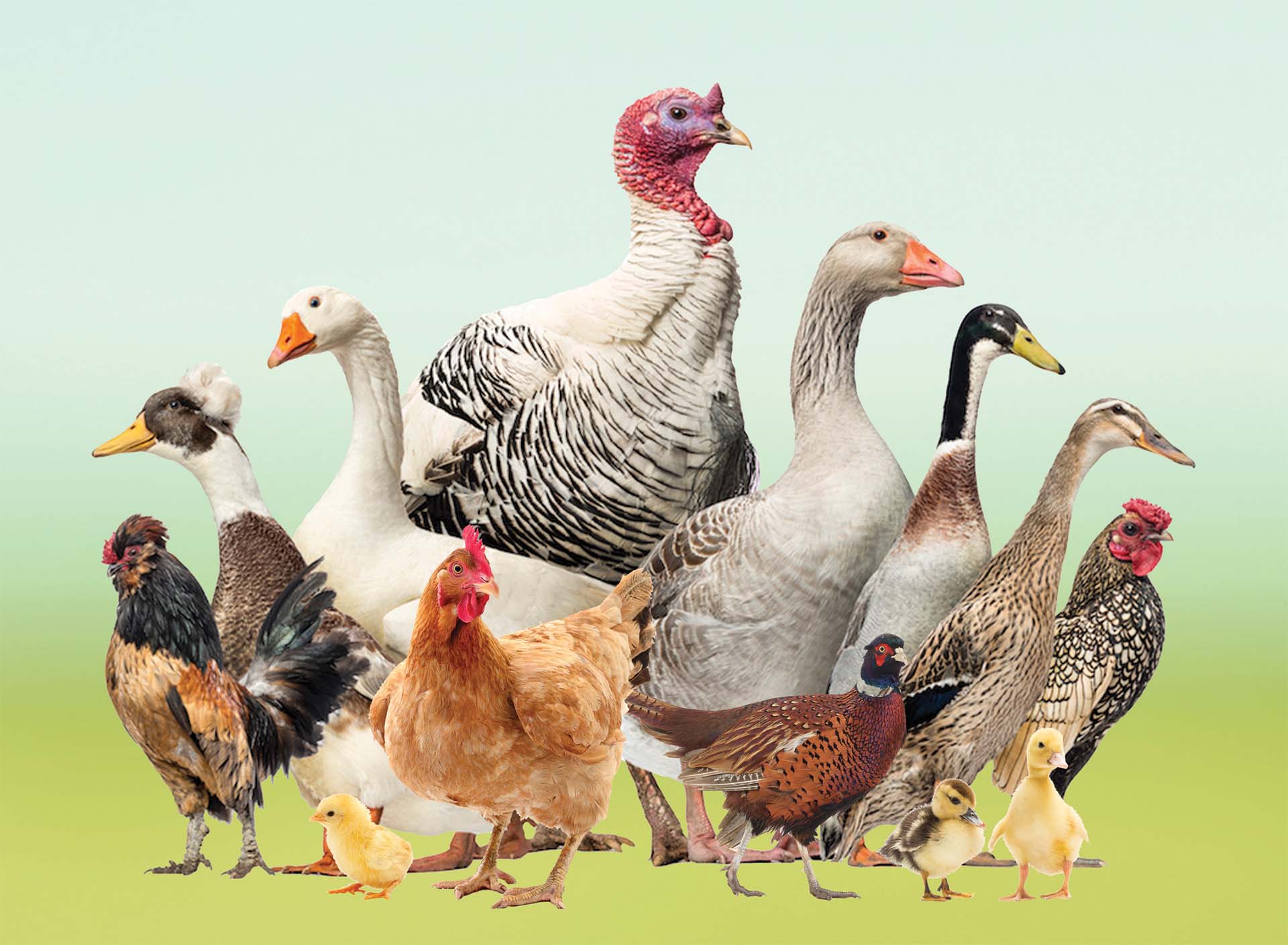 Furst Strike Direct for Poultry - Furst-McNess Company