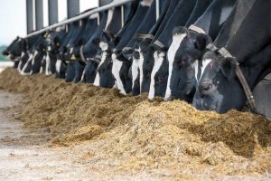 Holstein cows eating TMR - iStock-187480150