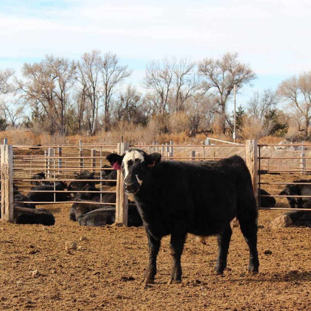 feedlot cattle