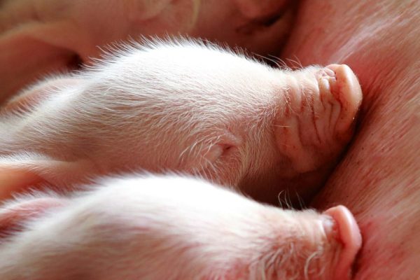 piglets feeding